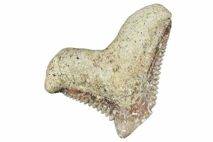 Tiger Shark (Galeocerdo Eaglesomi) Tooth - Dakhla, Morocco #321954